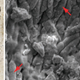 Image for article titled New evidence suggests Archaeopteryx dressed in black